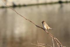 Emberiza schoeniclus