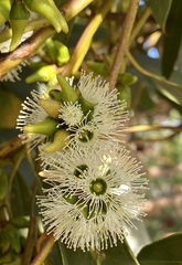 Eucalyptus decipiens