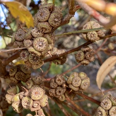 Eucalyptus decipiens