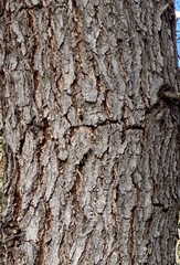 Eucalyptus decipiens