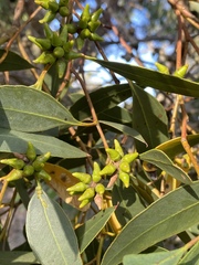 Eucalyptus decipiens