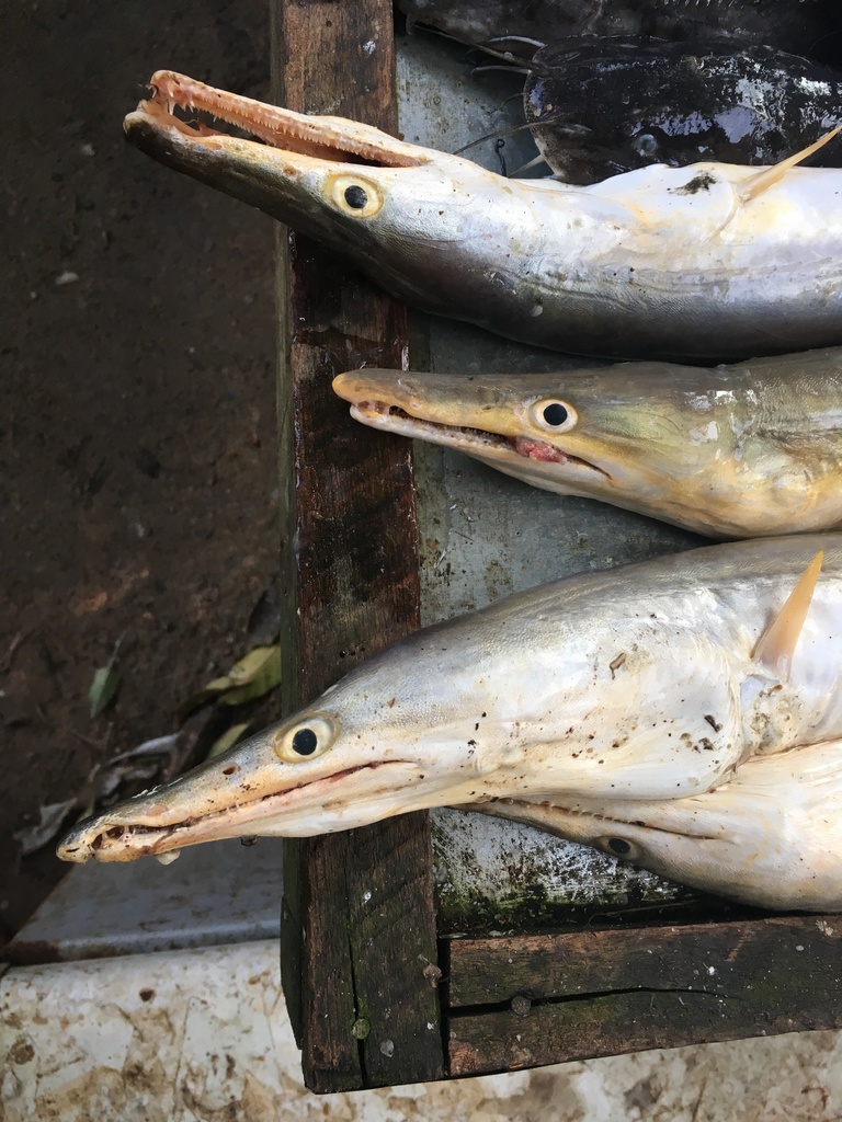 Yellow pike conger (Congresox talabon) — Muraenesocidae