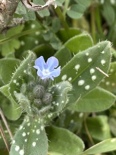 Melanortocarya obtusifolia (Willd.) Selvi, Bigazzi, Hilger & Papini
