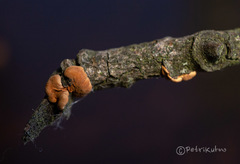 Hypocreopsis lichenoides