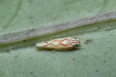 Zygina yamashiroensis