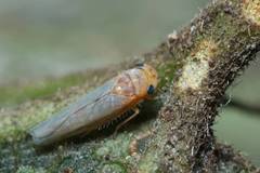 Apheliona ferruginea