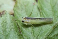 Alebroides hachijonis