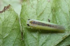 Alebroides hachijonis