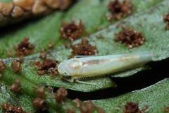 Alebroides hachijonis