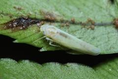Alebroides hachijonis