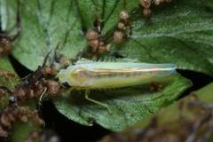 Alebroides hachijonis