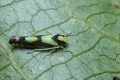 Aguriahana triangularis