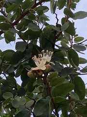 Hymenaea stigonocarpa