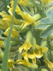 Astragalus macrocarpus
