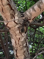 Hymenaea stigonocarpa