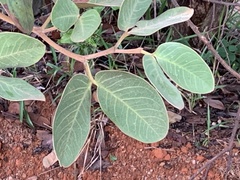 Hymenaea stigonocarpa