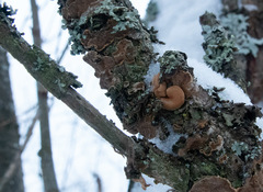 Hypocreopsis lichenoides