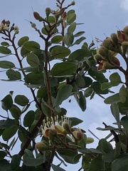 Hymenaea stigonocarpa