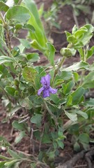 Dyschoriste rogersii