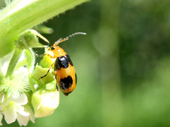 Aulacophora hilaris