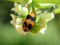 Aulacophora hilaris