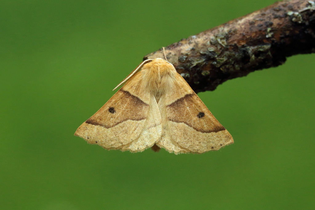 Scalloped Oak