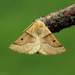 Scalloped Oak - Photo (c) Nigel Voaden, some rights reserved (CC BY)
