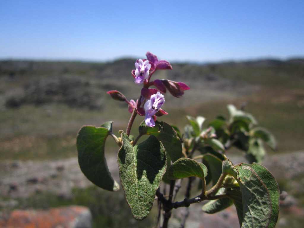 Madagascar Sagebush