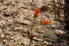 Chuquiraga spinosa