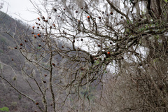 Cnicothamnus lorentzii