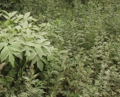 Artemisia vulgaris kamtschatica