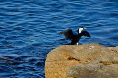 Microcarbo melanoleucos