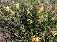 Commelina africana barberae