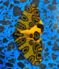 Pantherodes pardalaria