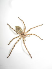Eusparassus walckenaeri