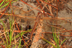 Libellula auripennis