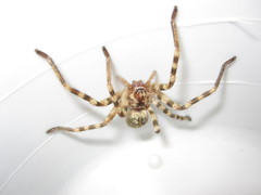 Eusparassus walckenaeri