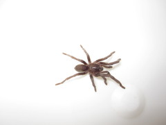 Chaetopelma olivaceum