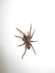 Chaetopelma olivaceum