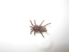 Chaetopelma olivaceum