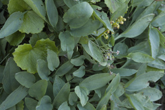 Omphalodes rupestris lojkae