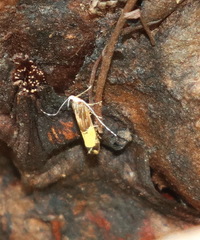 Labdia deliciosella