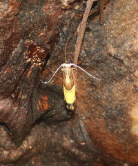 Labdia deliciosella