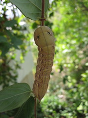 Theretra alecto