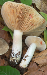 Lactarius acris