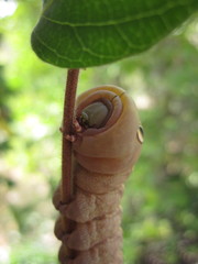 Theretra alecto