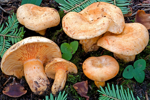Salmon milkcap