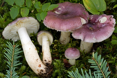 Russula cavipes