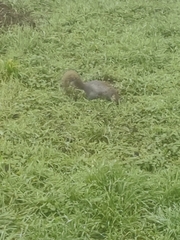 Sciurus carolinensis