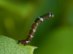 Pholodes sinistraria